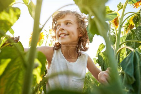 Photo for Low angle of happy boy with brown curly hair smiling and looking away while standing among green leaves in sunflower field at daytime - Royalty Free Image