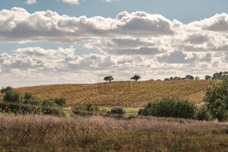 Téléchargez les photos : Paysage pittoresque de champ agricole avec des arbres verts sous un ciel nuageux dans la campagne - en image libre de droit