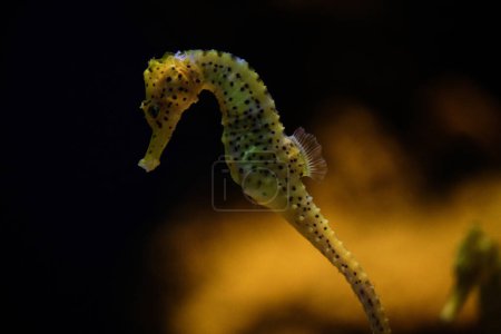 Nahaufnahme des gelb gefleckten Seepferdchens Hippocampus erectus, das im tieftransparenten Wasser des Aquariums schwimmt