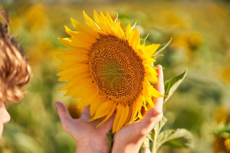 Photo for Anonymous child touching delicately fresh yellow sunflower in meadow on sunny summer day in countryside - Royalty Free Image
