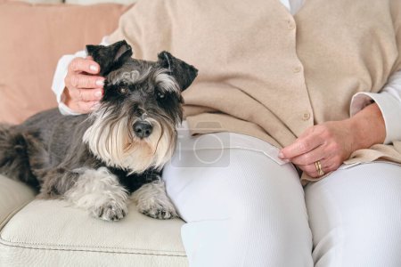 Foto de Cultivo irreconocible hembra acariciando pequeño perro de raza pura con piel esponjosa mientras descansa en el sofá en casa - Imagen libre de derechos