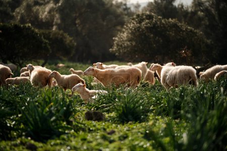 Foto de Nivel del suelo del rebaño de ovejas que pastan en campos herbáceos contra árboles altos en el brillante día de verano en el campo - Imagen libre de derechos