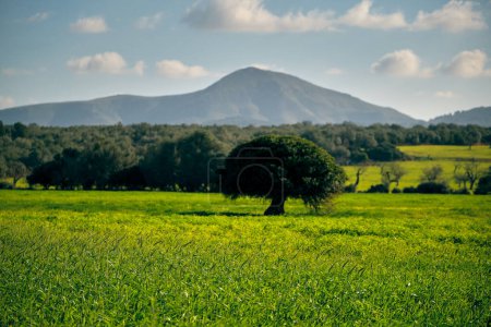 Téléchargez les photos : Vue panoramique de prairie verte avec herbe et arbres contre la montagne sous un ciel nuageux par une journée ensoleillée - en image libre de droit