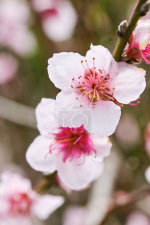 Téléchargez les photos : Sakura aux fleurs florissantes aux pétales tendres et aux étamines minces poussant le jour sur fond flou - en image libre de droit