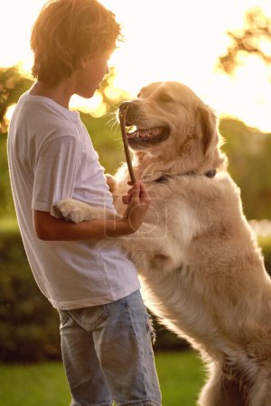 Téléchargez les photos : Vue latérale de l'enfant préadolescent avec bâton jouant avec adorable chien Golden Retriever dans le parc contre le coucher du soleil - en image libre de droit