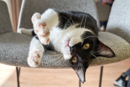 Téléchargez les photos : Adorable chat noir et blanc moelleux s'étirant sur la chaise et regardant la caméra tout en se reposant à la maison - en image libre de droit