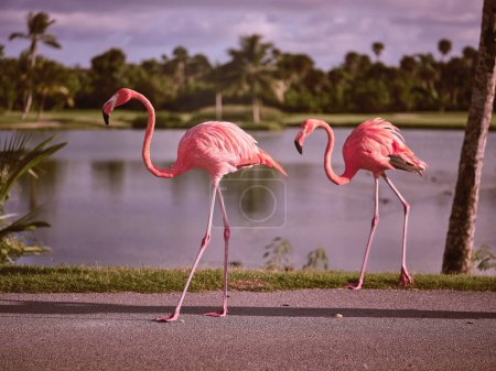 Foto de Vista lateral de hermosos flamencos con plumas rosadas y cuellos largos y piernas caminando a lo largo de la carretera asfaltada cerca de la orilla cubierta de hierba del estanque en el parque tropical con palmeras en la luz del día - Imagen libre de derechos