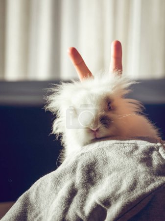 Foto de Cultivo persona anónima haciendo gesto de las orejas de la mano al conejo esponjoso con piel blanca y mancha en la sala de luz en casa - Imagen libre de derechos