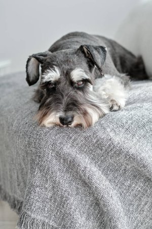 Foto de Peaceful pequeño pedigrí miniatura Schnauzer perro doméstico con abrigo gris descansando en el sofá en el apartamento - Imagen libre de derechos