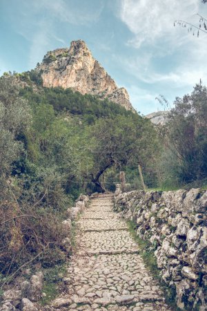 Photo for Scenic landscape of empty narrow stone path surrounded by lush green trees growing in forest near massive rocky mountain in Mallorca - Royalty Free Image