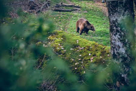 Foto de Desde arriba de oso pardo salvaje pastando en césped herboso en bosques musgosos en verano - Imagen libre de derechos