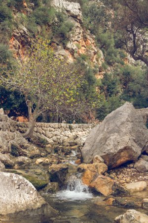 Photo for Picturesque scenery of small rapid waterfall flowing through rocky boulders and falling into shallow creek surrounded by massive cliffs with lush green trees in Biniaraix - Royalty Free Image