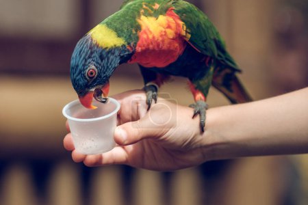 Photo for Crop anonymous child feeding bright parrot with multicolored plumage sitting on hand from plastic cup against blurred background - Royalty Free Image
