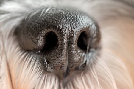 Photo for Closeup of loyal domestic Miniature Schnauzer dog with wet nose and long fur - Royalty Free Image