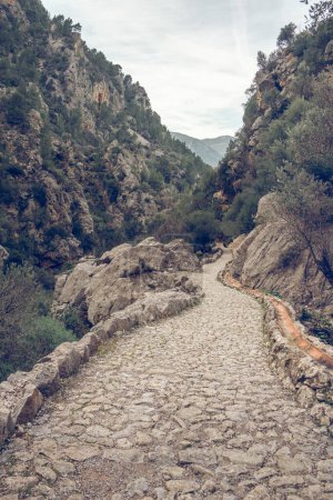 Photo for Empty narrow curvy cobblestone footpath surrounded by massive rocky mountains with lush green trees against overcast sky in Biniaraix - Royalty Free Image