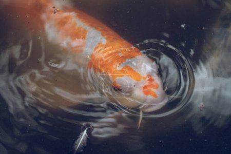 Téléchargez les photos : D'en haut gros plan d'orange avec des taches blanches Japonais carpe koï poisson flottant dans l'eau ondulation de l'étang boueux - en image libre de droit