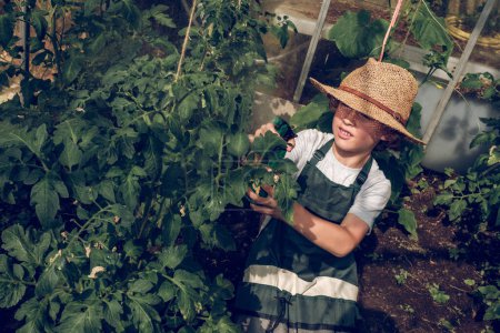 Foto de De arriba del chiquitín en el sombrero de paja y el delantal que riega las plantas que crecen verdes con la botella del aerosol del agua mientras que trabaja en invernadero - Imagen libre de derechos