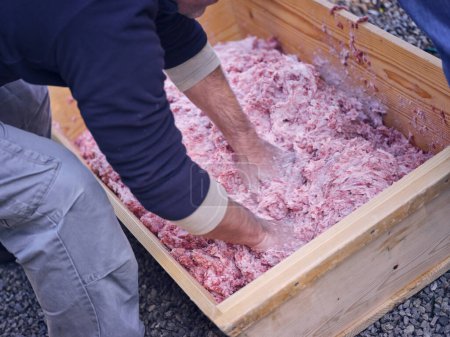 Photo for Side view of crop anonymous male kneading minced raw meat in wooden box before cooking - Royalty Free Image
