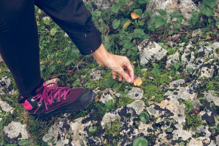 Photo for From above of crop unrecognizable female hiker in boots taking dry leaf from stony ground covered with moss during trekking in forest - Royalty Free Image