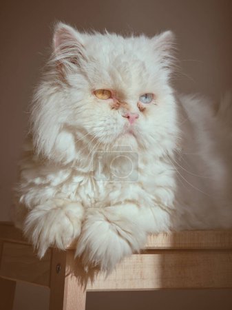 Foto de Adorable gato esponjoso con piel blanca y ojos diferentes anormales sentado en taburete de madera contra fondo blanco bajo la luz del sol en casa - Imagen libre de derechos