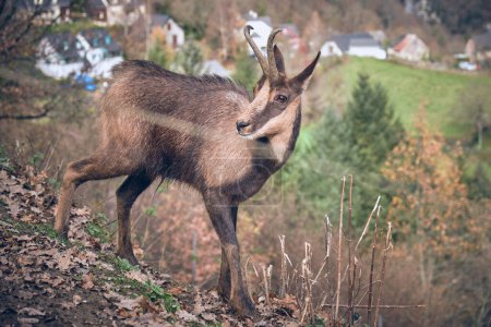 Téléchargez les photos : Vue latérale de chamois à fourrure brune et cornes pâturant dans les hautes terres en automne - en image libre de droit