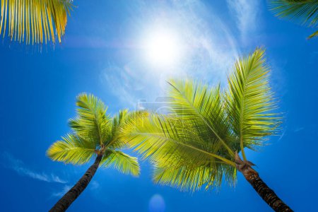 Téléchargez les photos : De dessous vue des palmiers à feuilles vertes sous la lumière du soleil contre le ciel bleu avec des nuages blancs pelucheux dans la journée ensoleillée tropicale - en image libre de droit