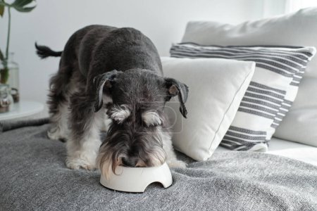 Foto de Perro de pura raza Miniature Schnauzer parado en el sofá y comiendo comida para perros del tazón - Imagen libre de derechos