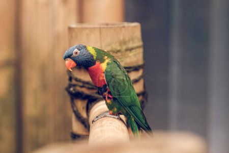 Foto de Vista lateral de un pequeño loro con plumaje brillante multicolor y alas verdes sentadas sobre una cerca de madera en el zoológico sobre un fondo borroso - Imagen libre de derechos