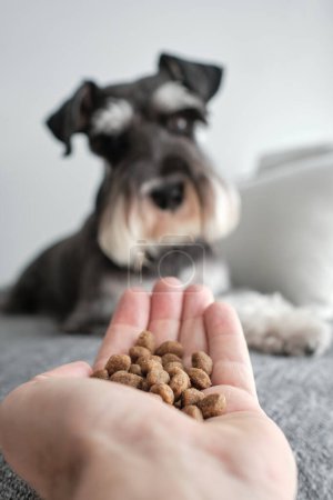 Foto de Lindo perro Schnauzer miniatura con piel gris esperando la comida del propietario alimentación mascota - Imagen libre de derechos