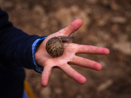 Photo for From above of crop hand of anonymous male with big brown snail with shell against blurred background of ground - Royalty Free Image
