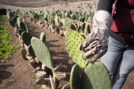 Foto de An adult woman is harvesting nopal with the hands using a bucket. Concept of mexican agriculture - Imagen libre de derechos