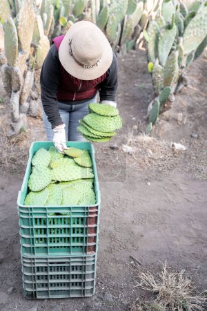 Foto de A young farmer is stacking nopales in a crate after harvesting using gloves. Concept of mexican agriculture - Imagen libre de derechos