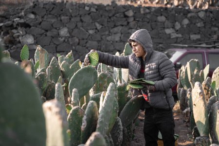 A young man is harvesting nopal with the hands. Concept of mexican agriculture