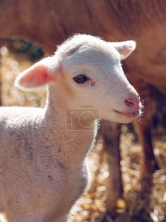 Foto de Vista lateral de adorable ovejas bebé blanco pastoreo cerca de rebaño en el patio de la granja en el día soleado - Imagen libre de derechos