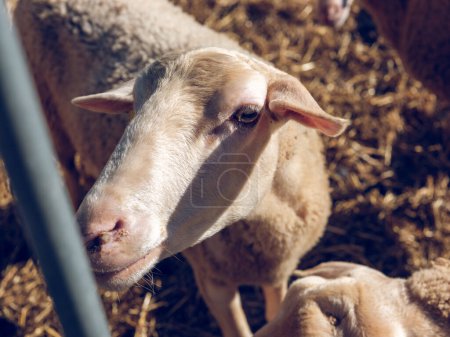 Photo for From above of adorable fluffy sheep standing on dry hay in enclosure in cheese farm - Royalty Free Image