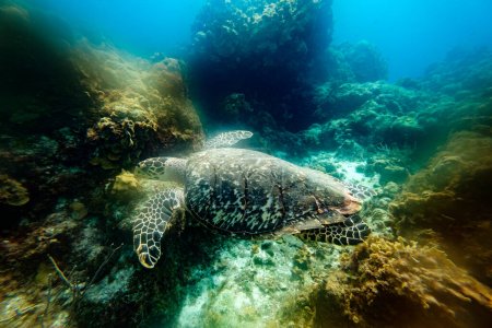 Téléchargez les photos : D'en haut de la grande tortue sauvage avec coquille brune nageant sous l'eau bleue transparente de mer claire près du récif corallien au soleil - en image libre de droit