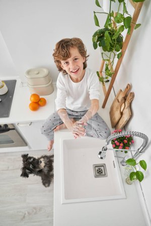 Téléchargez les photos : Haut angle corps complet de garçon de contenu en pyjama se laver les mains avec du savon sur le comptoir près de l'évier dans la cuisine avec Schnauzer miniature - en image libre de droit