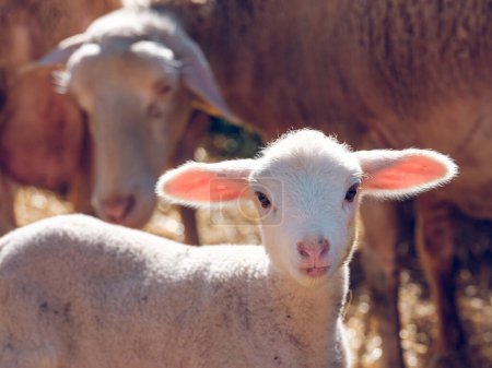 Foto de Peluche blanco pequeño bebé ovejas con grandes orejas de pie en la tierra de la granja cerca del rebaño de ovejas domésticas y mirando a la cámara en el día soleado - Imagen libre de derechos