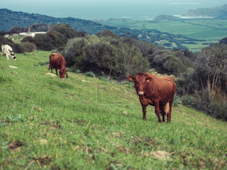 Foto de Manada de vacas domésticas pastando en verde campo herboso en la campiña montañosa de Menorca cerca de exuberantes árboles - Imagen libre de derechos
