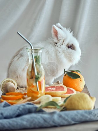 Foto de Lindo conejo blanco sentado en la mesa con cítricos y botella con agua de desintoxicación sobre fondo blanco en sala de luz - Imagen libre de derechos
