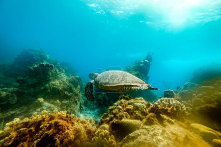 Téléchargez les photos : Vue latérale de tortues sauvages nageant sous l'eau dans de l'eau de mer bleue transparente et propre et des récifs coralliens au soleil - en image libre de droit
