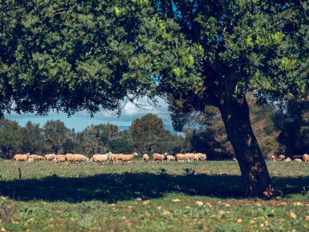Téléchargez les photos : Troupeau de moutons pâturage sur prairie verte près des arbres dans les terres agricoles par une journée ensoleillée - en image libre de droit