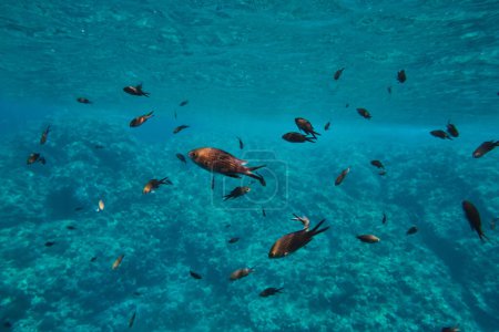 Foto de Escuela de peces exóticos Sarpa salpa nadando profundo en el océano azul cerca del fondo rocoso áspero en hábitat natural prístino - Imagen libre de derechos