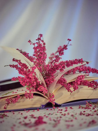 Foto de Montón de flores de brezo de color rosa en el libro colocado en la mesa con pétalos dispersos sobre fondo blanco en la sala de luz - Imagen libre de derechos