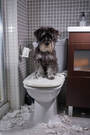 Photo for Adorable Miniature Schnauzer looking at camera while sitting on toilet bowl in bathroom after tearing toilet paper - Royalty Free Image