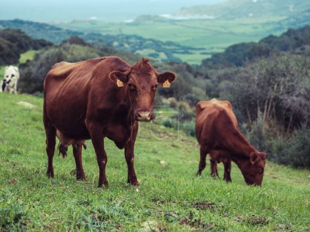 Foto de Vacas domesticadas pardas de raza roja de encuesta pastando en prado verde y comiendo hierba en el área rural en verano - Imagen libre de derechos
