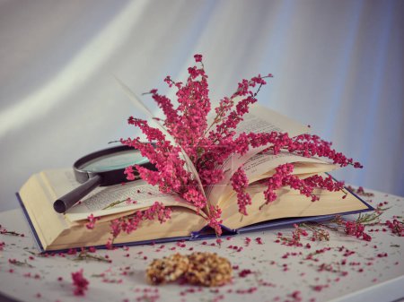 Téléchargez les photos : Fleur de bruyère rose colorée sur livre avec loupe placée sur table avec des cookies sur fond blanc en studio lumière - en image libre de droit