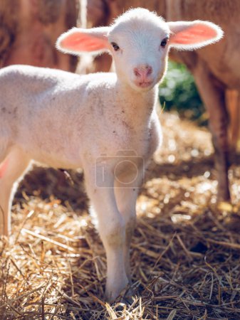 Foto de Lindo cordero blanco con grandes orejas de pie sobre heno seco en el recinto de la granja cerca de ovejas y mirando a la cámara - Imagen libre de derechos