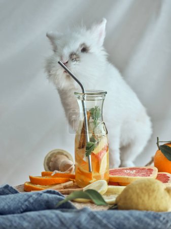 Foto de Conejo blanco esponjoso sentado en la mesa cerca de rebanadas de frutas coloridas maduras y botella con agua de desintoxicación en estudio de luz - Imagen libre de derechos