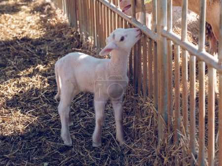 Foto de Desde arriba de lindo blanco esponjosa pequeña oveja de pie en el heno cerca de la cerca en el paddock en patio de la granja soleado - Imagen libre de derechos